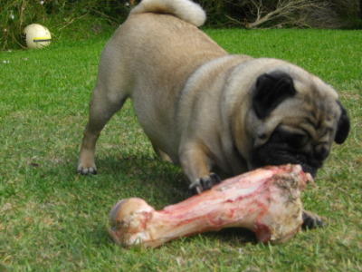 Bailey eating a bone three times bigger than his head.